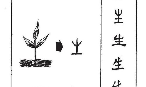 槟榔花的功效和作用及禁忌-槟榔花的功效网-分享槟榔花的功效与作用吃法，槟榔花的功效与作用主要治什么病症知识库